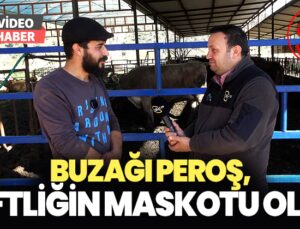 Buzağı Peroş, Çiftliğin Maskotu Oldu