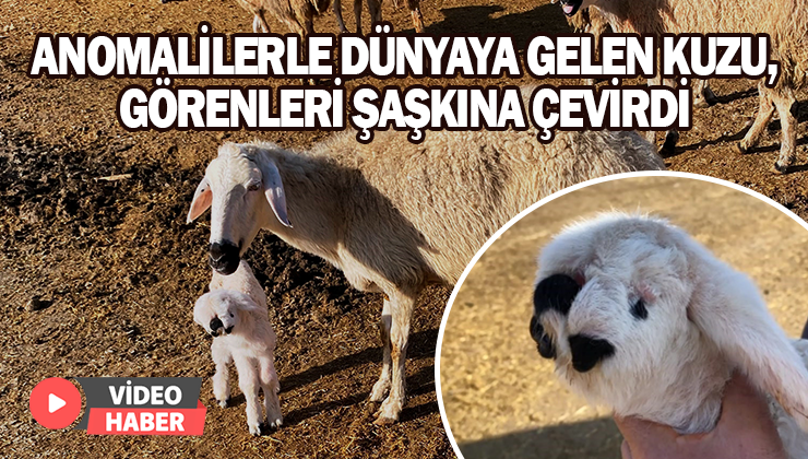 Çenesi Anormal Ve Sol Gözü Olmayan Kuzu, Görenleri Şaşkına Çevirdi