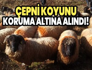 Çepni Koyunu Koruma Altına Alındı