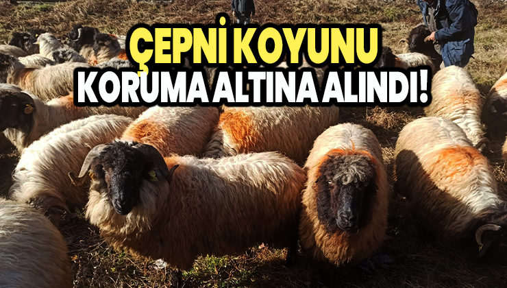 Çepni Koyunu Koruma Altına Alındı