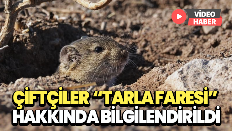 Çiftçiler “Tarla Faresi” Hakkında Bilgilendirildi