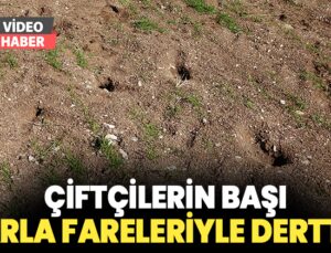 Çiftçinin Başı Tarla Fareleriyle Dertte