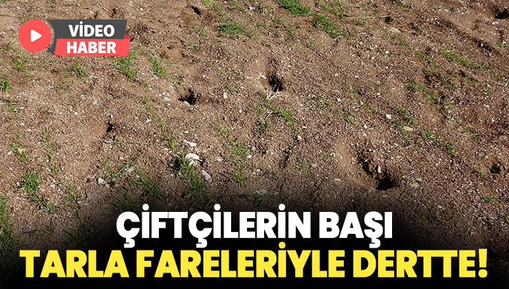 Çiftçinin Başı Tarla Fareleriyle Dertte