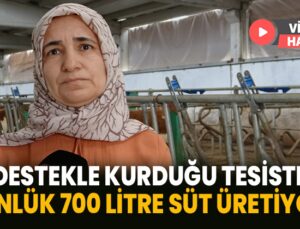 Destekle Kurduğu Tesiste Günlük 700 Litre Süt Üretiyor