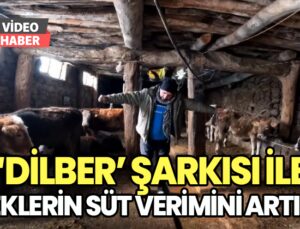 ‘Dilber’ Şarkısı Ile Ineklerin Süt Verimini Artırdı