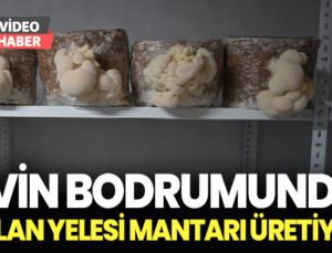 Evin Bodrumunda Aslan Yelesi Mantarı Üretiyor