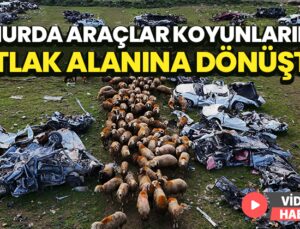 Hurda Araçlar Koyunların Otlak Alanına Dönüştü