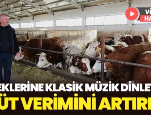 İneklerine Klasik Müzik Dinletip Süt Verimini Artırdı