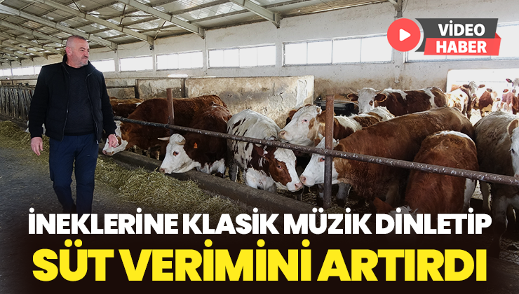 İneklerine Klasik Müzik Dinletip Süt Verimini Artırdı