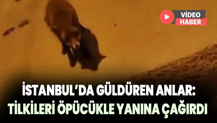 İstanbul’da Güldüren Anlar: Tilkileri Öpücükle Yanına Çağırdı