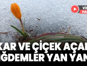 Kar Ve Çiçek Açan Çiğdemler Yan Yana