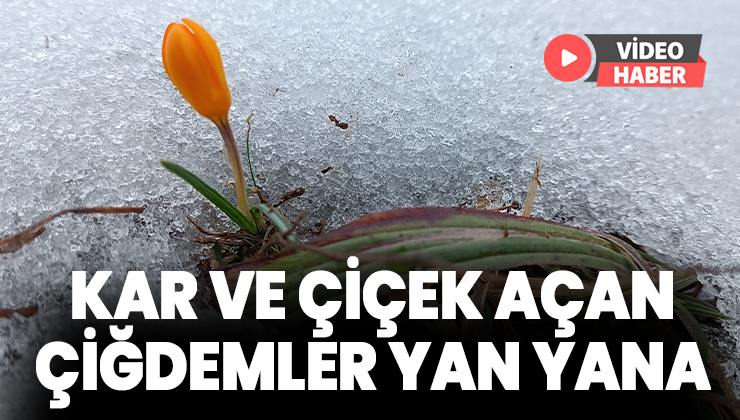 Kar Ve Çiçek Açan Çiğdemler Yan Yana