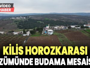 Kilis horozkarası üzümünde budama mesaisi