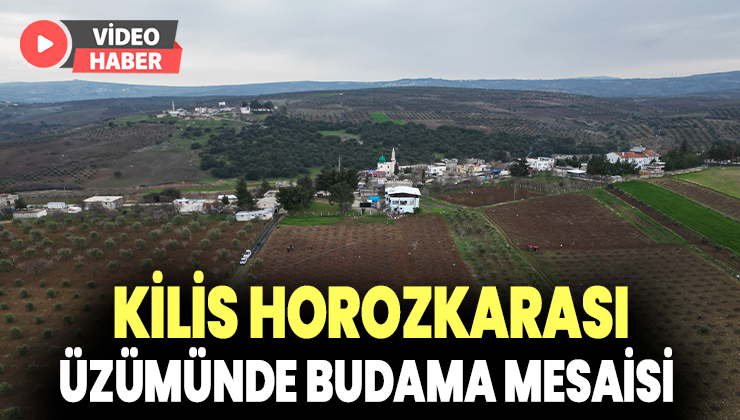 Kilis Horozkarası Üzümünde Budama Mesaisi