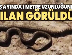 Kış Ayında 1 Metre Uzunluğunda Yılan Görüldü