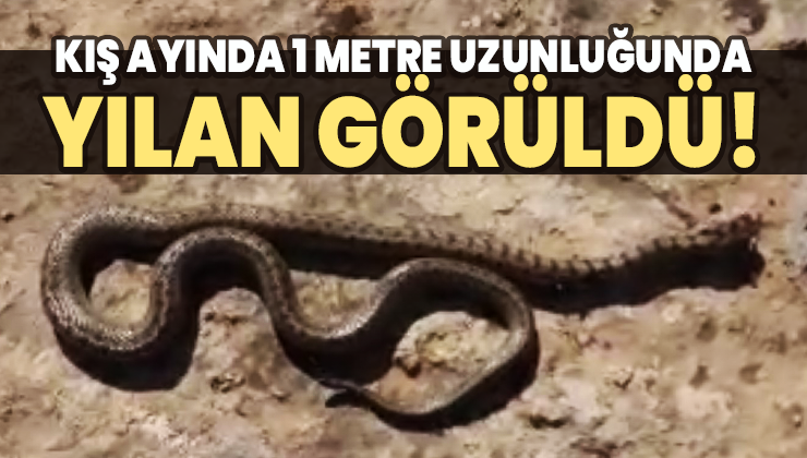 Kış Ayında 1 Metre Uzunluğunda Yılan Görüldü