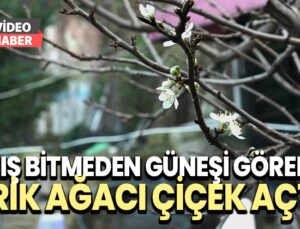 Kış Bitmeden Güneşi Gören Erik Ağacı Çiçek Açtı