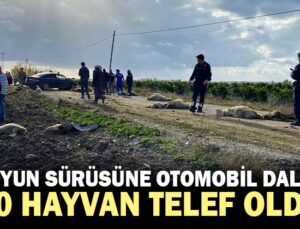 Koyun Sürüsüne Otomobil Daldı: 50 Hayvan Telef Oldu