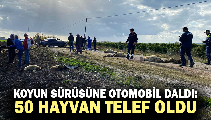 Koyun Sürüsüne Otomobil Daldı: 50 Hayvan Telef Oldu