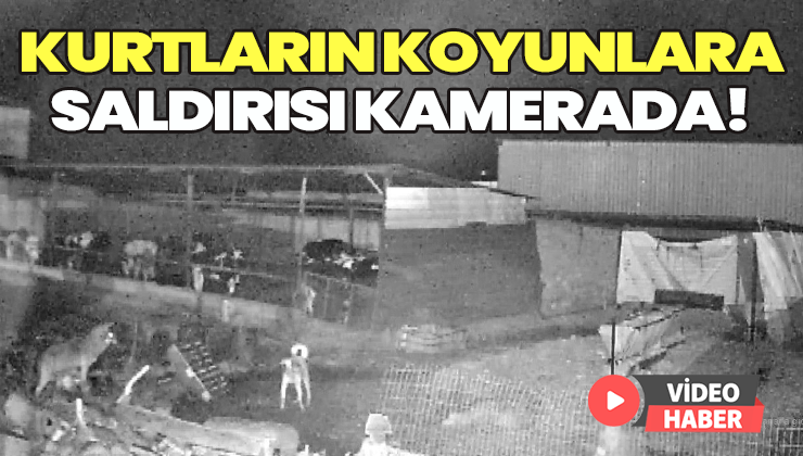 Kurdun Koyunlara Saldırısı Kamerada!