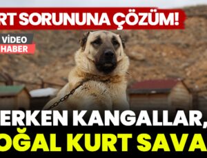 Kurt Sorununa Çözüm: Kangallar, Doğal Kurt Savar