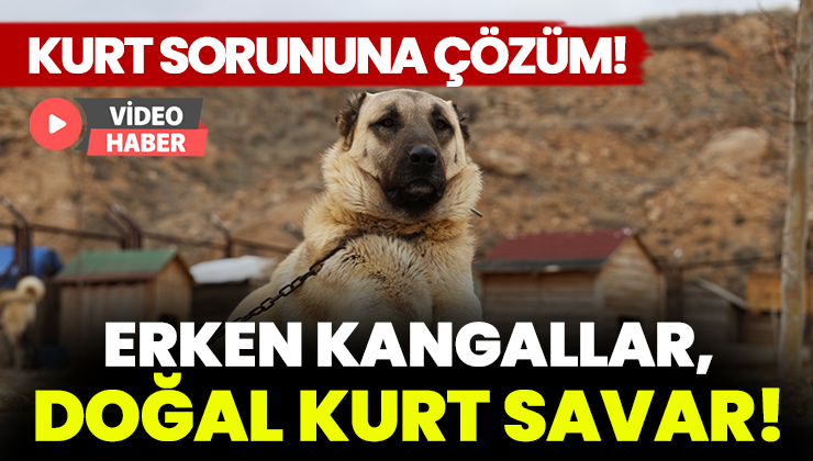 Kurt Sorununa Çözüm: Kangallar, Doğal Kurt Savar