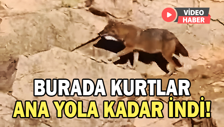 Kurtlar Ana Yola Kadar Indi