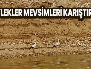 Leylekler Mevsimleri Karıştırdı