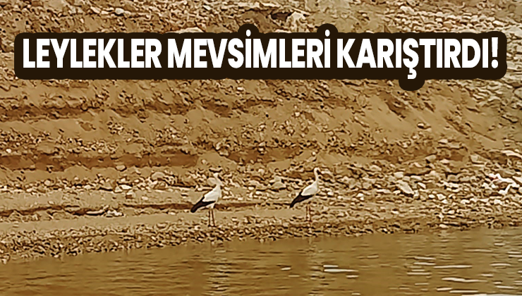 Leylekler Mevsimleri Karıştırdı