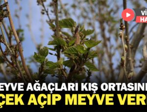 Meyve Ağaçları Kış Ortasında Çiçek Açıp Meyve Verdi