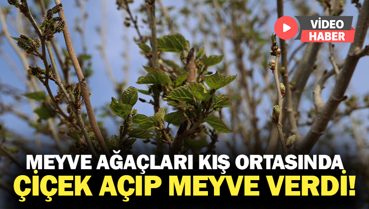 Meyve Ağaçları Kış Ortasında Çiçek Açıp Meyve Verdi