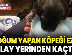 On Gün Önce Doğum Yapan Köpeği Ezip Olay Yerinden Kaçtı
