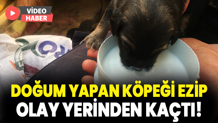 On Gün Önce Doğum Yapan Köpeği Ezip Olay Yerinden Kaçtı