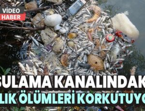 Sulama Kanalındaki Balık Ölümleri Korkutuyor!