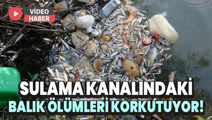 Sulama Kanalındaki Balık Ölümleri Korkutuyor!