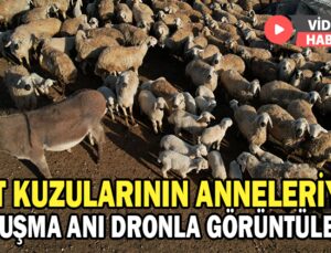 Süt Kuzularının Anneleriyle Buluşma Anı Dron Ile Görüntülendi