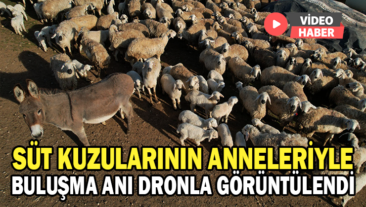 Süt Kuzularının Anneleriyle Buluşma Anı Dron Ile Görüntülendi