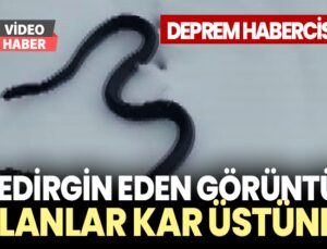 Tedirgin Eden Görüntü: Yılanlar Kar Üstünde