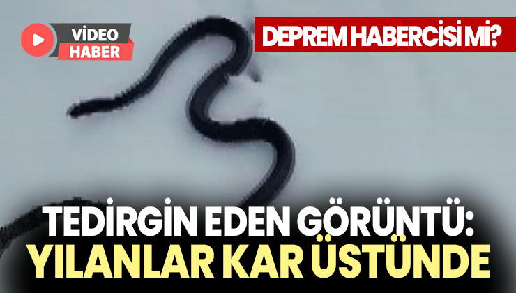 Tedirgin Eden Görüntü: Yılanlar Kar Üstünde