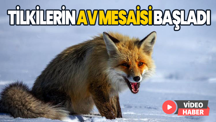 Tilkilerin Av Mesaisi Başladı