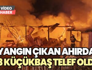 Yangın Çıkan Ahırda Onlarca Küçükbaş Telef Oldu