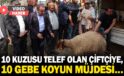 10 kuzusu telef olan çiftçiye, 10 gebe koyun müjdesi…