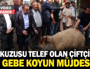 10 kuzusu telef olan çiftçiye, 10 gebe koyun müjdesi…