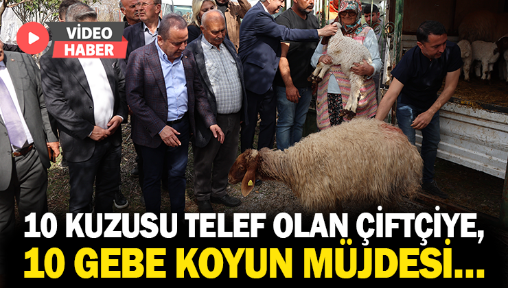 10 Kuzusu Telef Olan Çiftçiye, 10 Gebe Koyun Müjdesi…