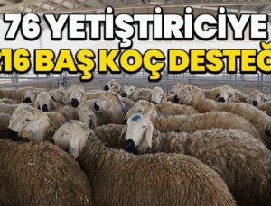 76 yetiştiriciye 216 baş Akkaraman ırkı koç desteği