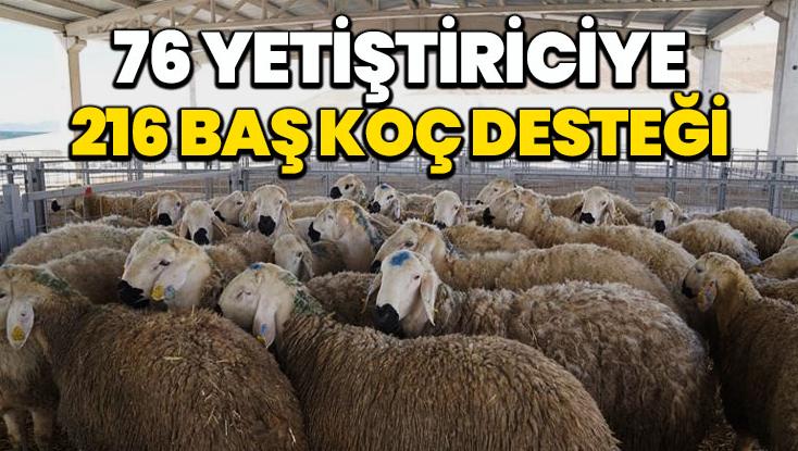 76 yetiştiriciye 216 baş Akkaraman ırkı koç desteği