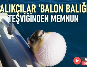 Balıkçılar ‘Balon Balığı” Teşviğinden Memnun