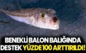 Benekli balon balığında destekleme fiyatı yüzde 100 arttırıldı