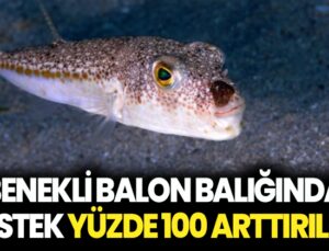 Benekli Balon Balığında Destekleme Fiyatı Yüzde 100 Arttırıldı