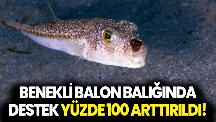 Benekli Balon Balığında Destekleme Fiyatı Yüzde 100 Arttırıldı